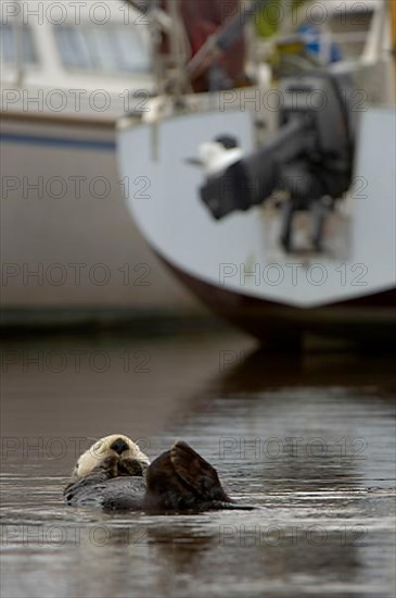 Adult sea otter