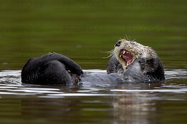 Sea otter