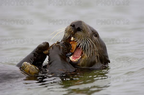 Sea otter