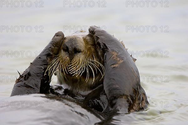 Sea otter