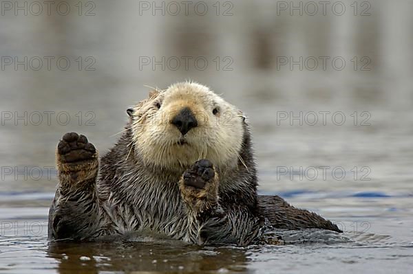 Sea otter