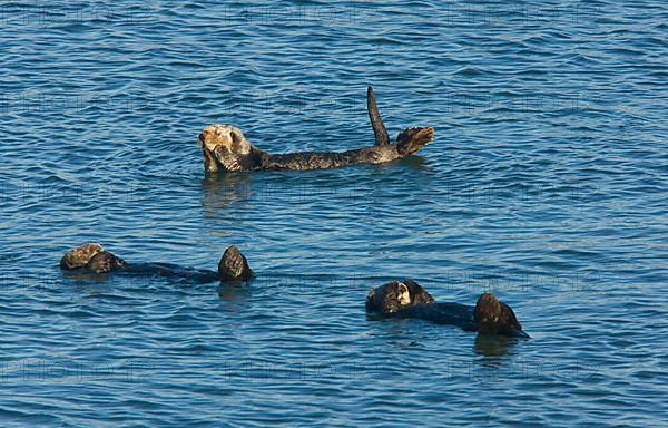 Sea Otter