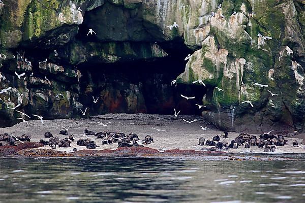 Sea Otter