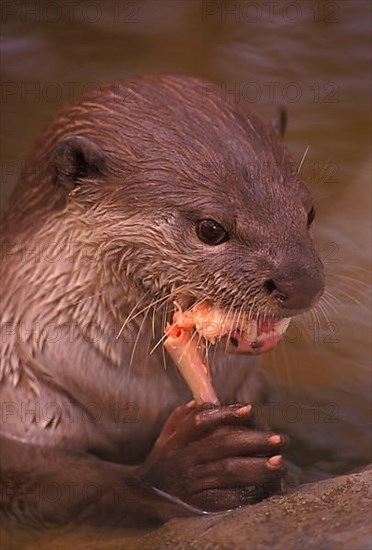 Smooth-coated otter