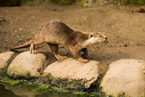 Smooth-coated otter