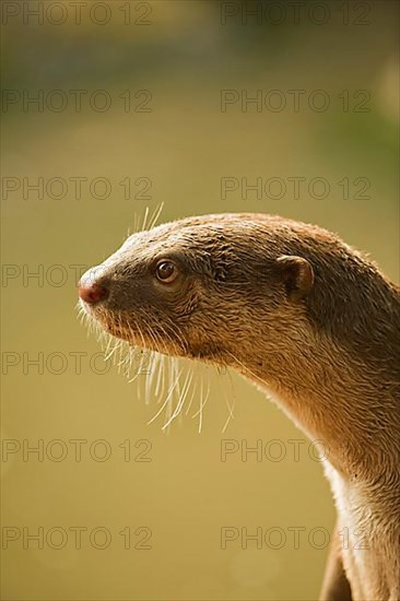 Smooth-coated otter