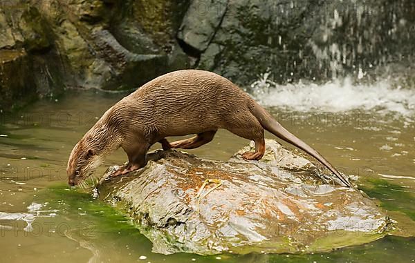 Smooth-coated otter