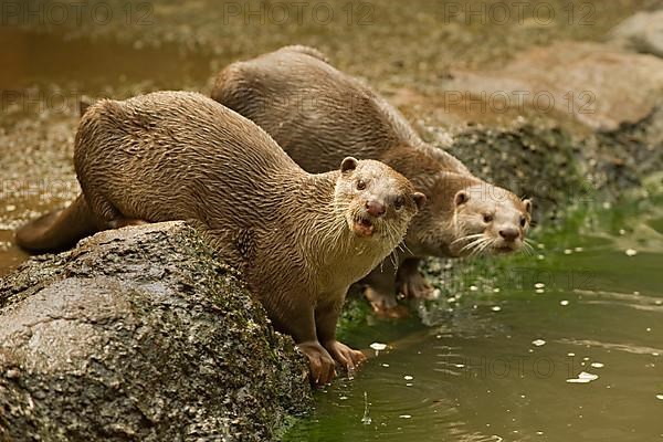 Smooth-coated otter