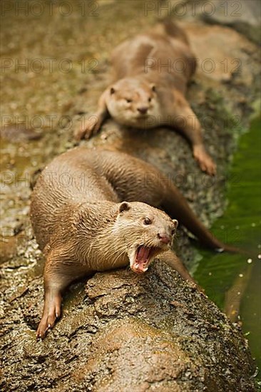 Smooth-coated otter