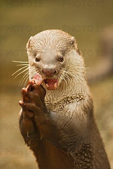 Smooth-coated otter