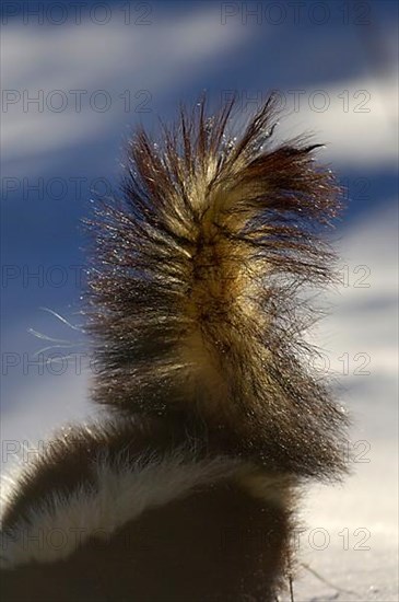 Striped skunk