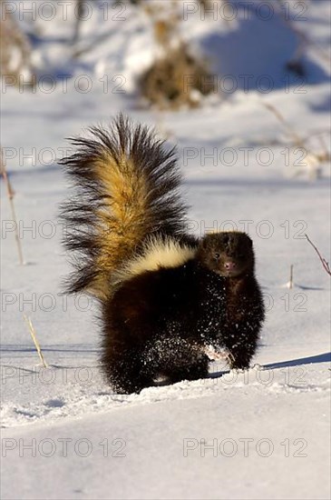 Striped skunk