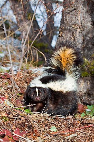 Striped Skunk