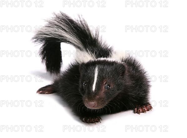 Striped skunk