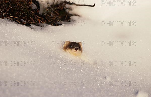 Ermine