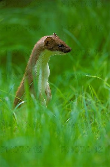 Ermine