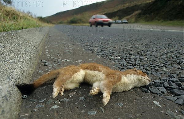 Stoat