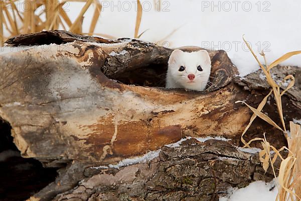 Stoat adult