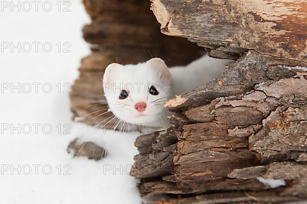 Stoat adult