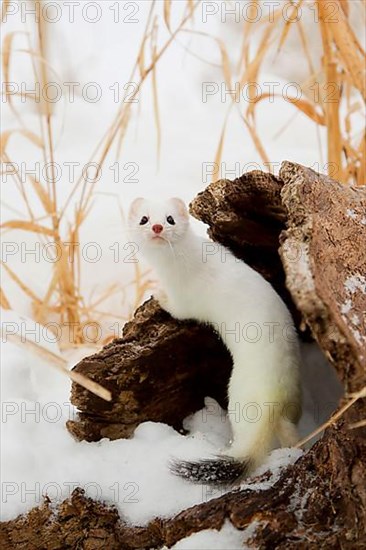 Stoat adult