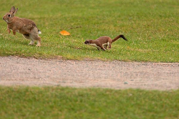 Stoat