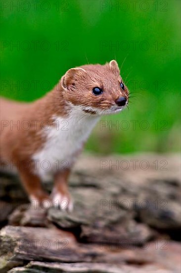 Weasel