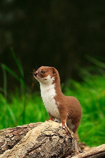 Least weasel