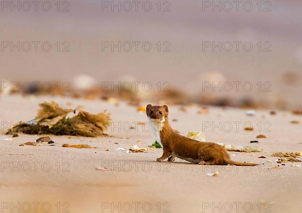 Least weasel