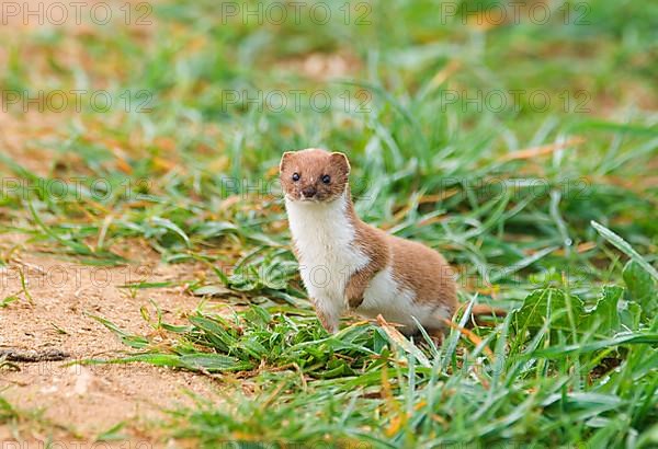 Least weasel