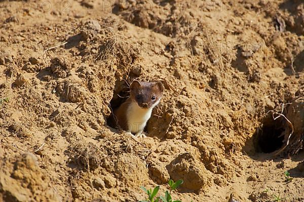 Least weasel