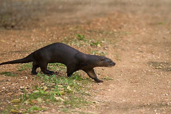 Lutra longicaudisnica neotropical otter