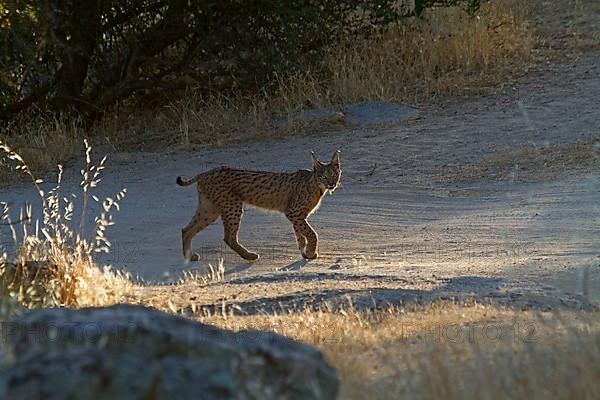 Iberian Lynx