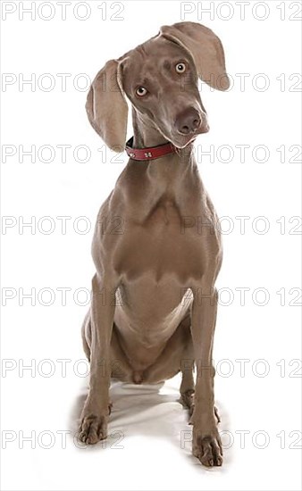 Weimaraner