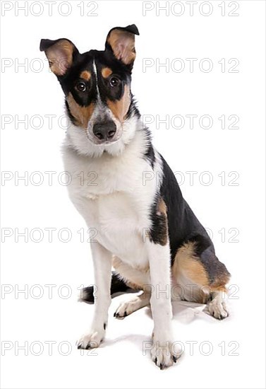 Shorthaired collie