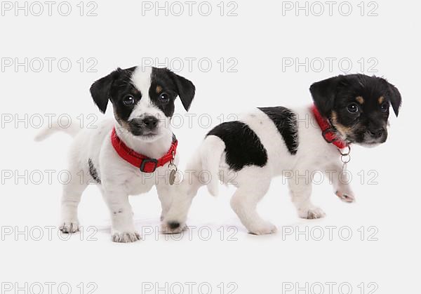 Jack Russell Terrier