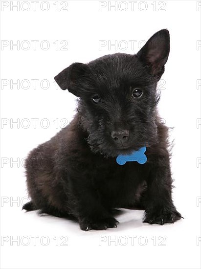 Scottish Terrier