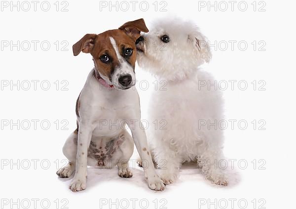 Jack Russell Terrier and Bichon Frise