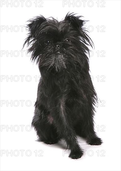 Affenpinscher