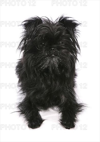 Affenpinscher