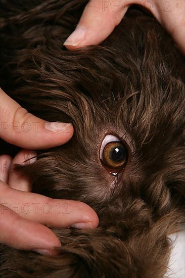 Owner controls eye of Labradoodle