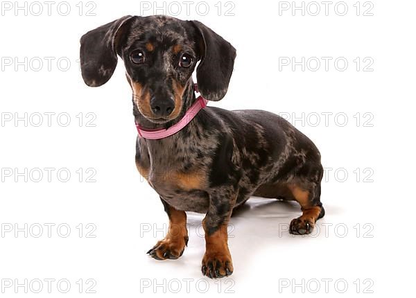 Shorthaired dachshund