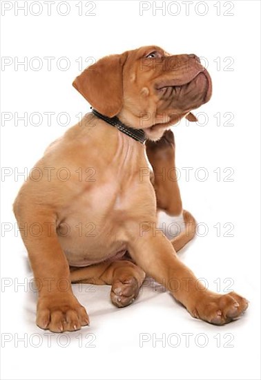 Bordeaux Mastiff