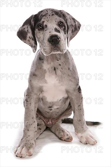 Great Dane