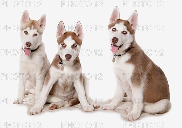 Siberian Huskies