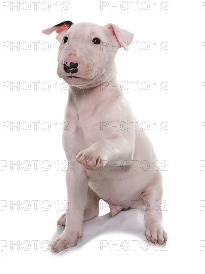 Bull Terrier