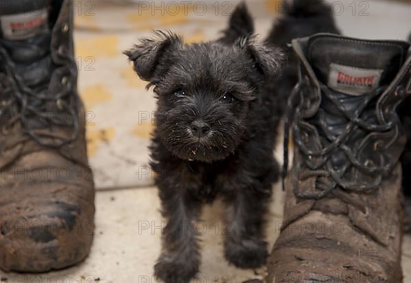 Schnauzer