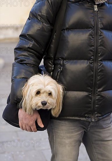 Shih Tzu is carried in bag