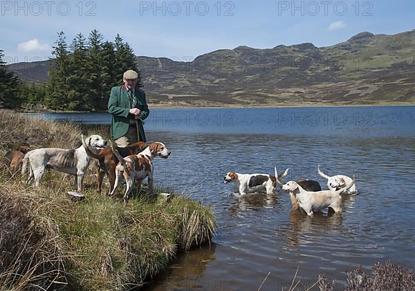 Foxhound pack