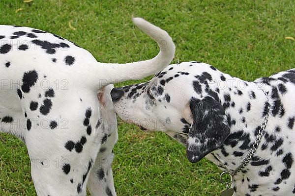 Dalmatian