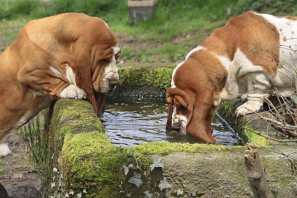 Basset Hounds drink from watering trough